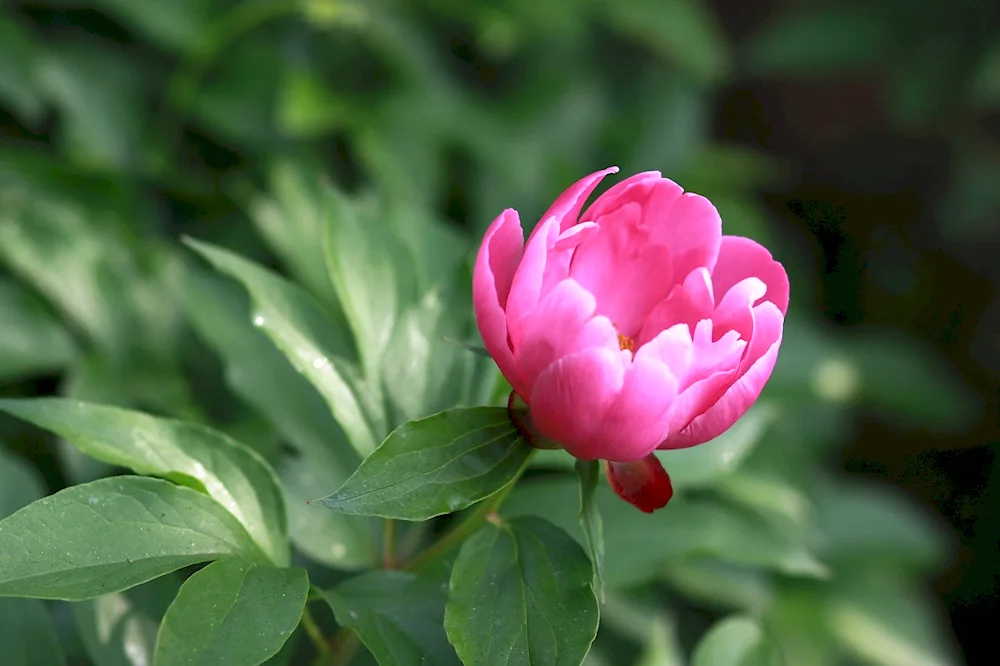 Pion Peony Pink Jainta