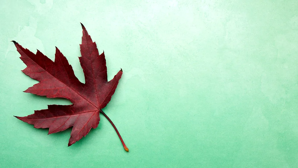 Maple leaf on the table