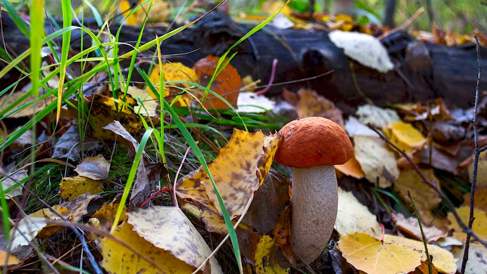 Caragodniki mushrooms