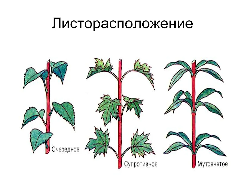 Leaf arrangement in plants