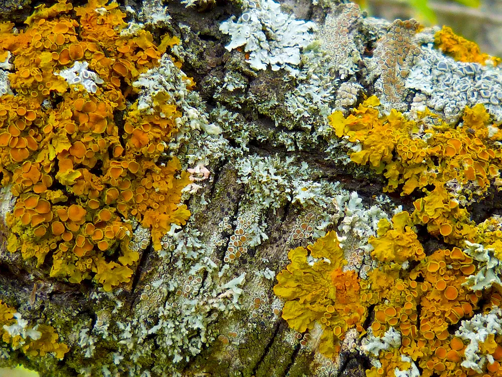 Leaf lichens