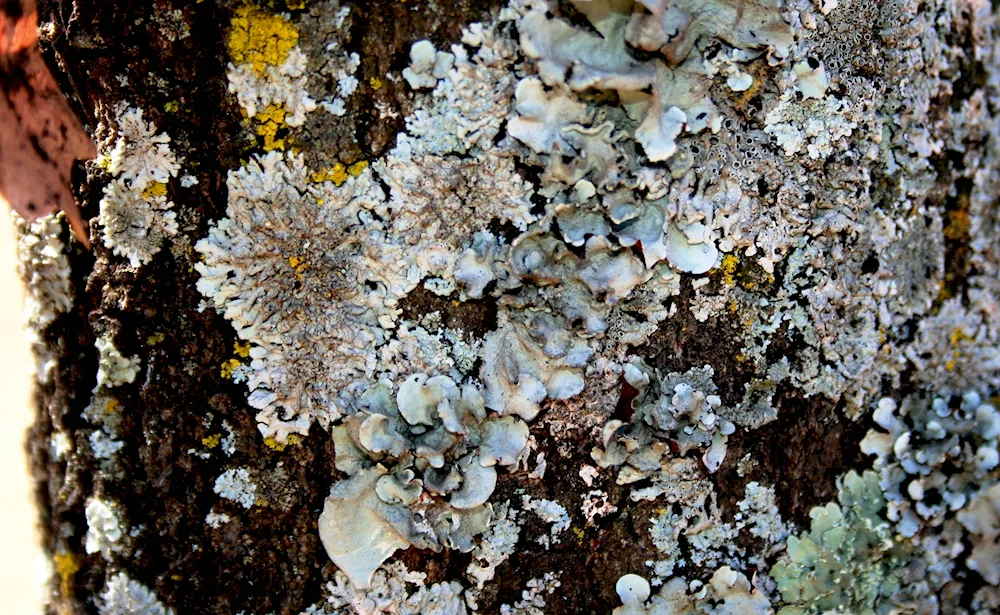 Jagel lichen