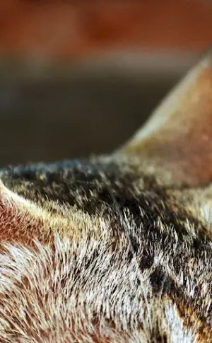 Leaf vesicles in a cat