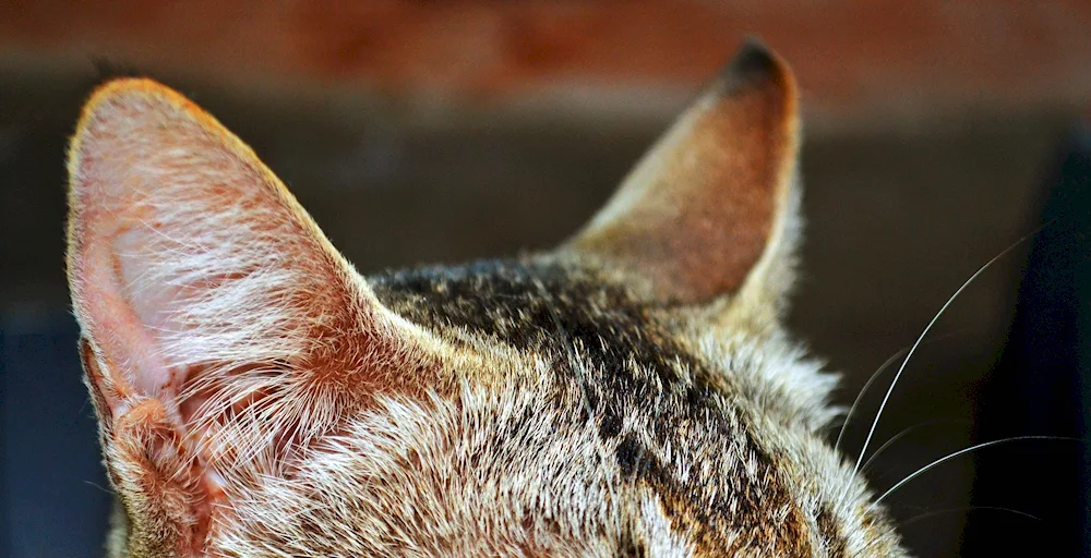 Leaf vesicles in a cat