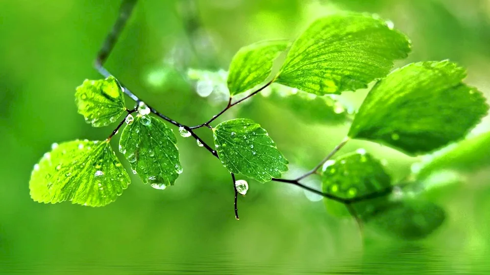 Green flowers