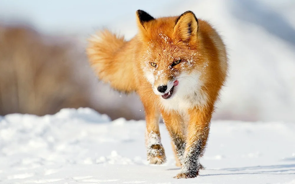 Photo of Fox