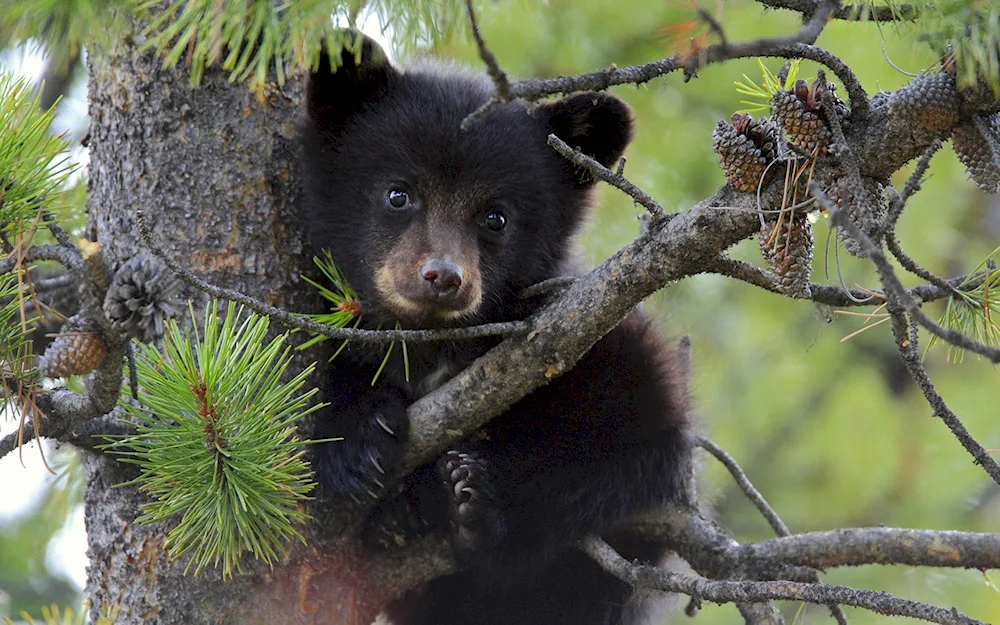 Little Bear Bear Bear BearBargusinsky Sobol