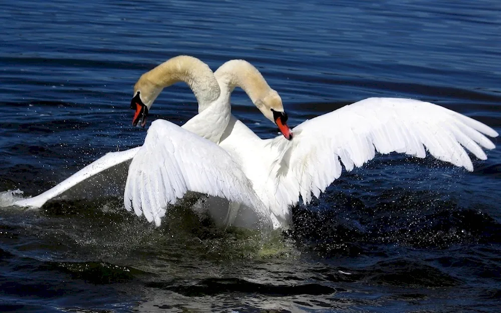 A pair of swans