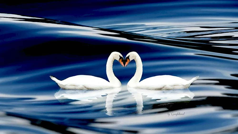 Swan pair