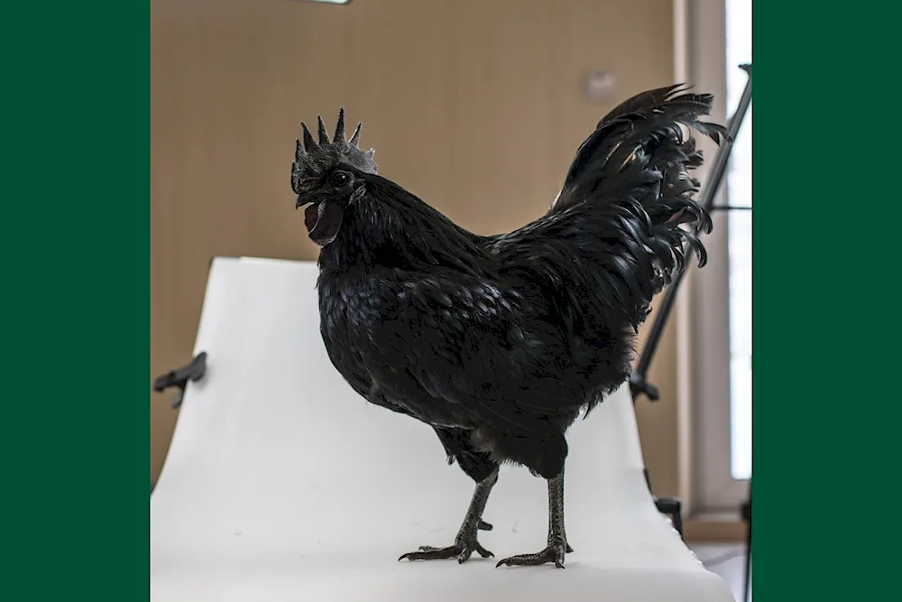 Australorp Australorp