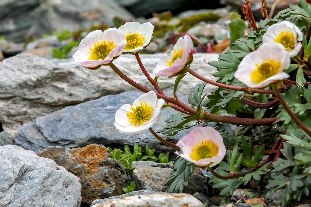 Arctic buttercup