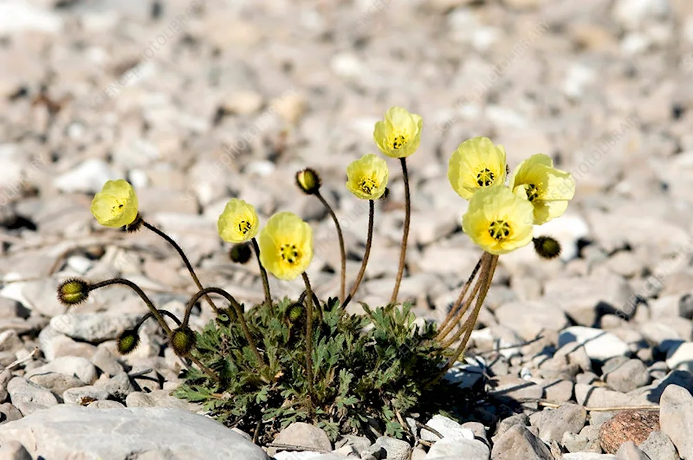 Arctic buttercup