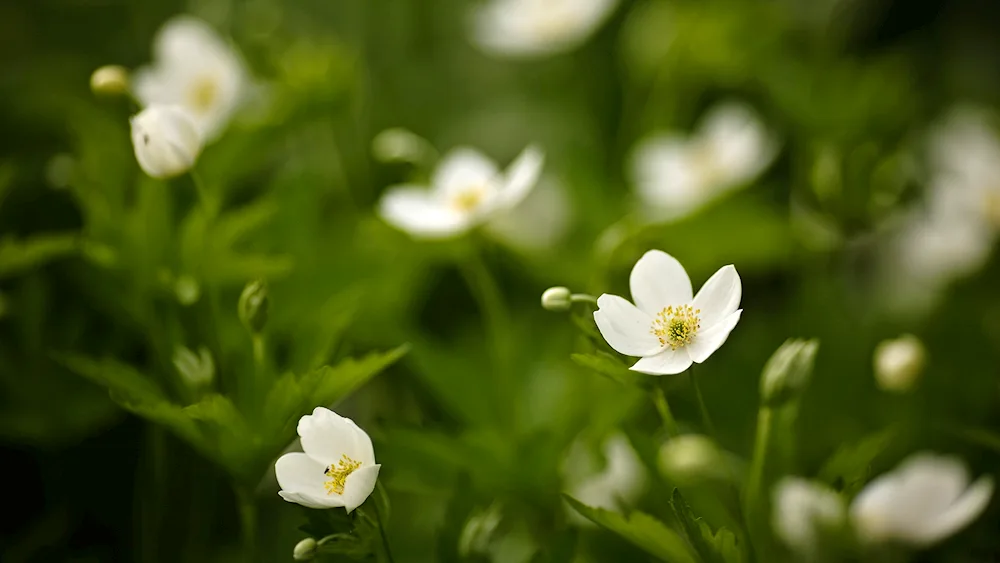 Lute white Field