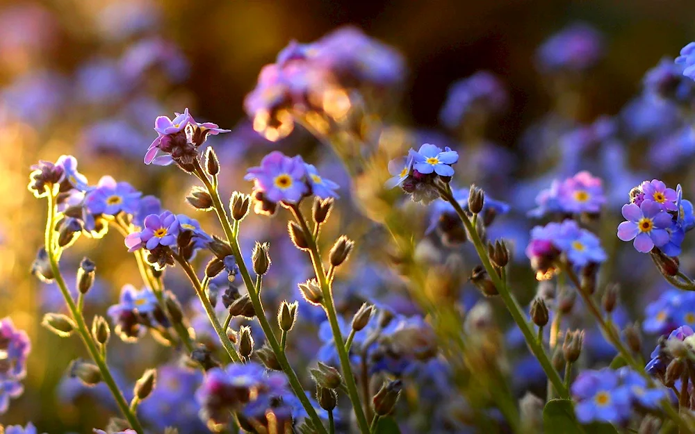 Nezabudka small-flowered