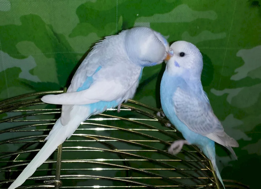 Crested wavy parrots