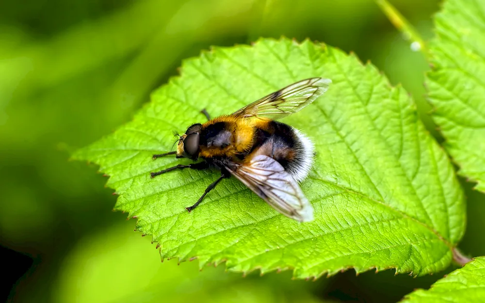 Bumblebee on a flower