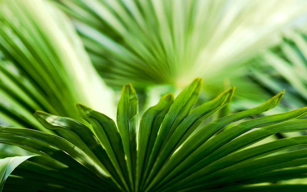 Green wallpaper