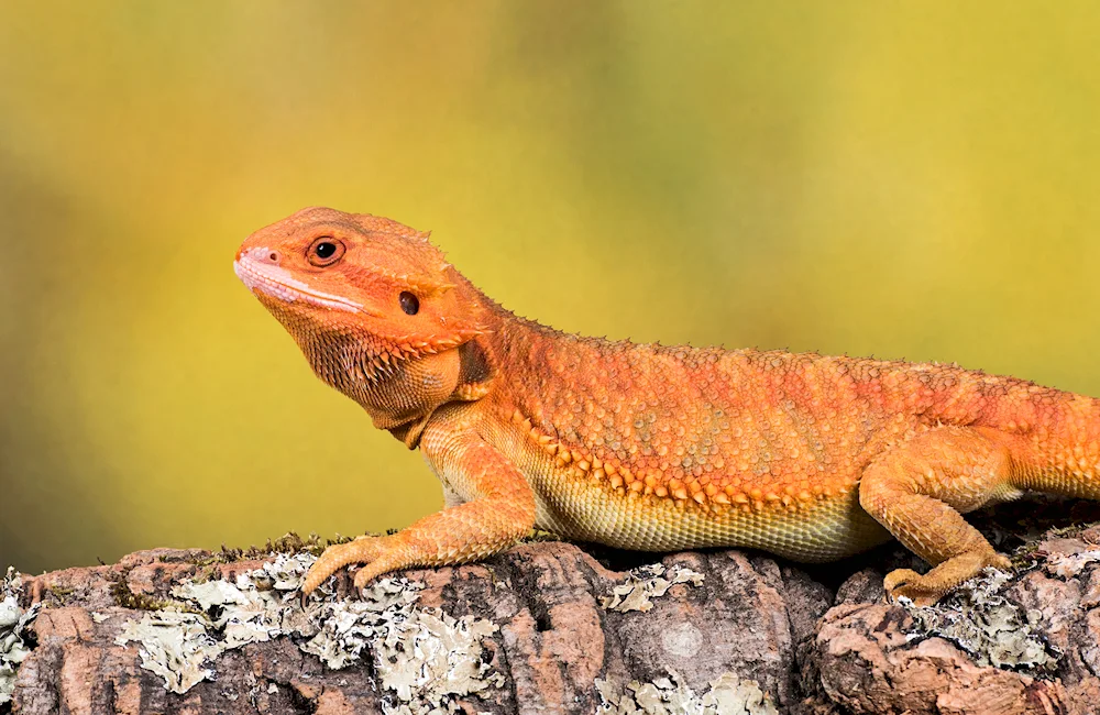 Bearded agama