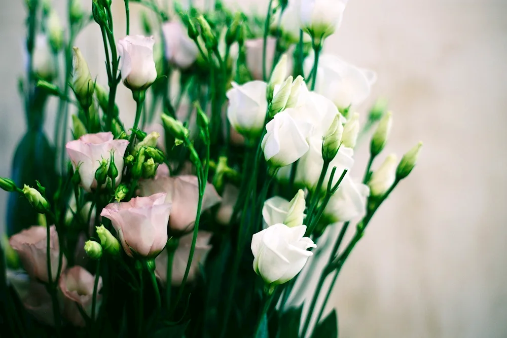 Eustoma bell