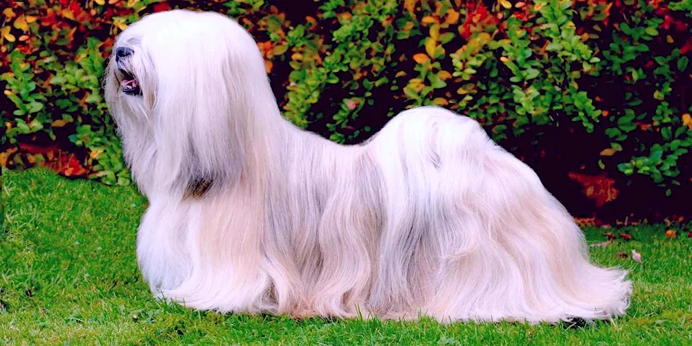 Lhasa Apso