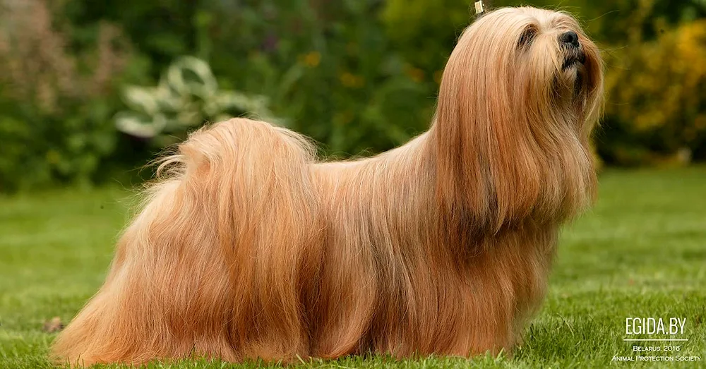 Lhasa Apso