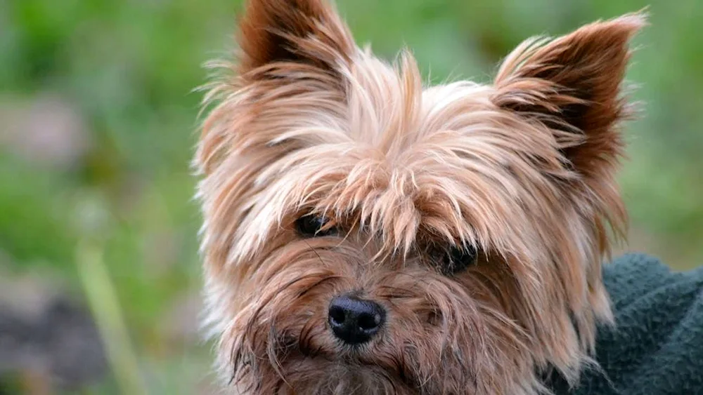 Shaggy Terrier Bearded Terrier