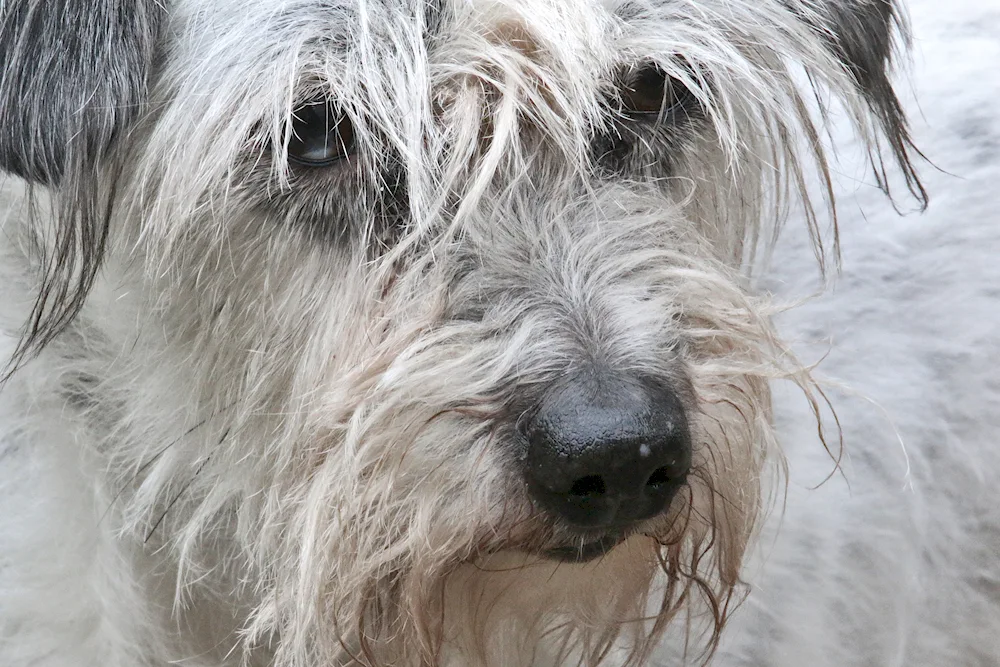 Scottish Terrier Bearded Collie