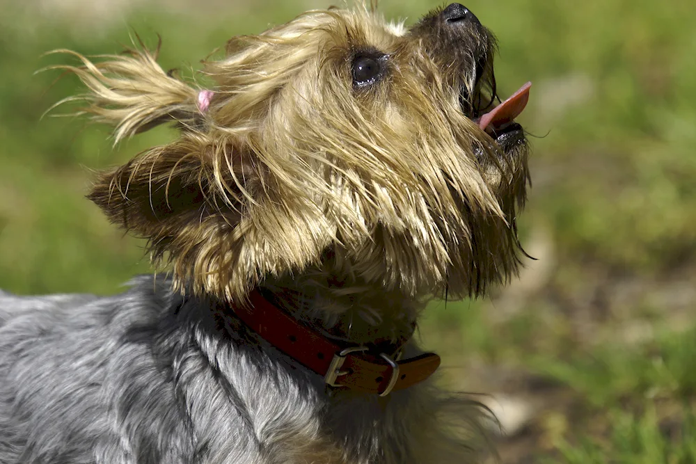 Shaggy Terrier