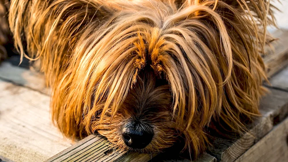 Yorkshire terrier