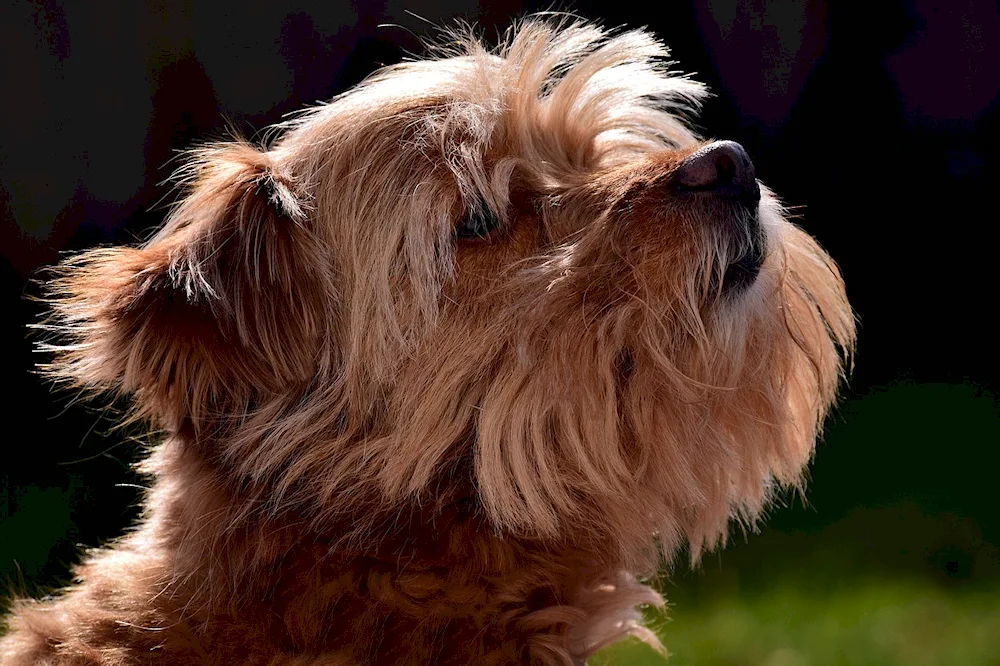 Shaggy terrier