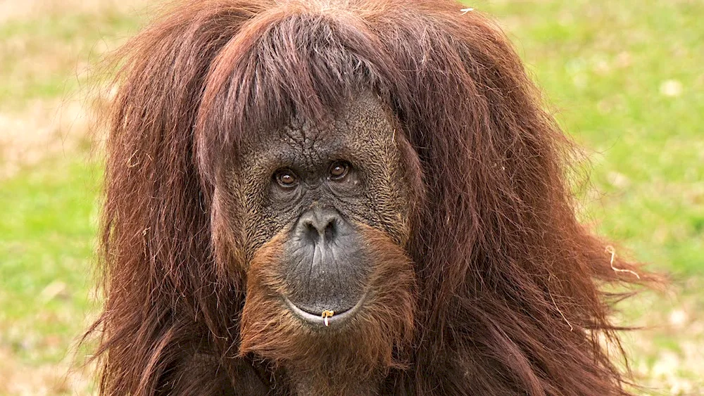 Shaggy monkey