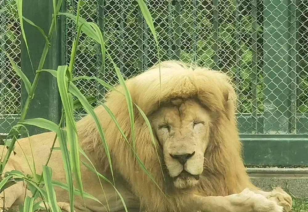 Loch haircut Lion