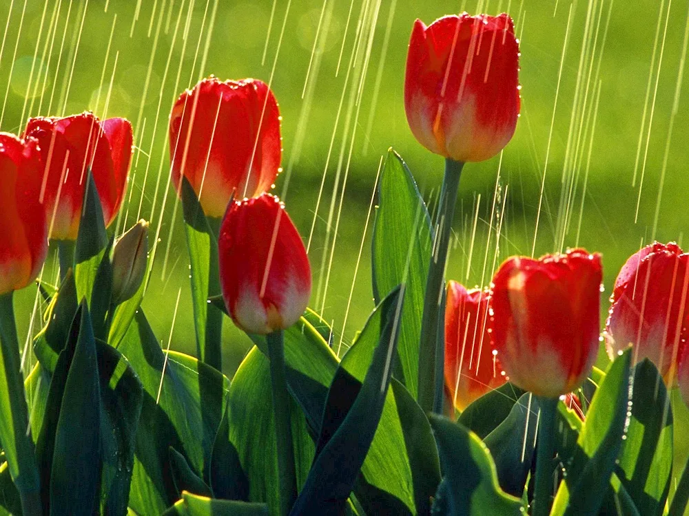 Bouquet of tulips