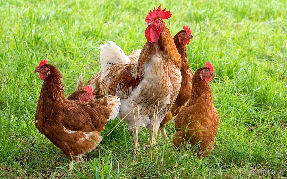 Orpington rooster