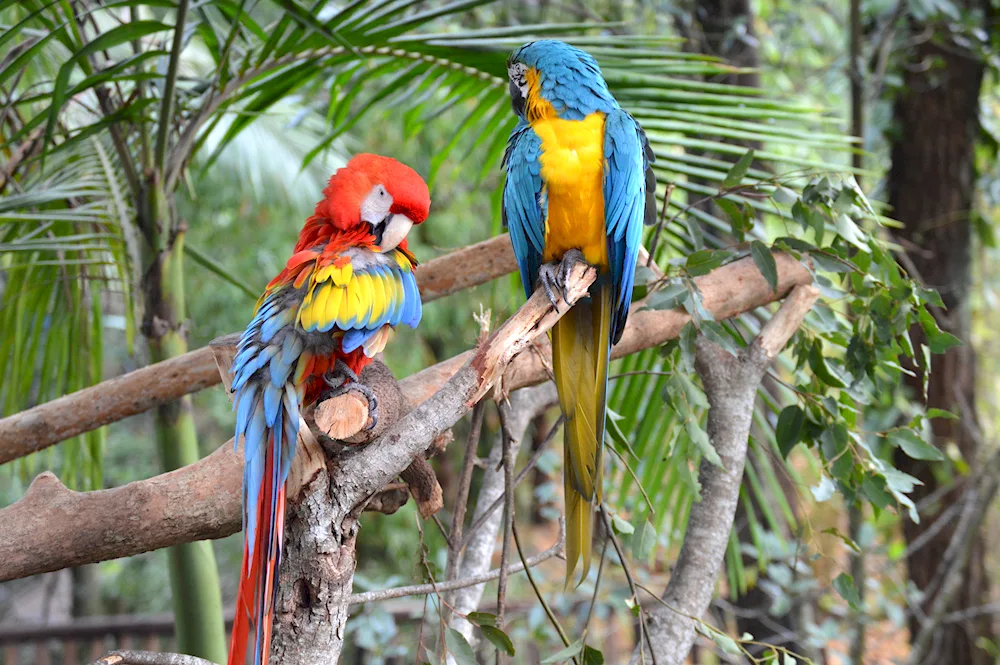 Parrots of South America