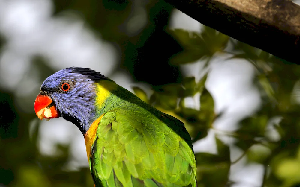 Lorikeet parrot