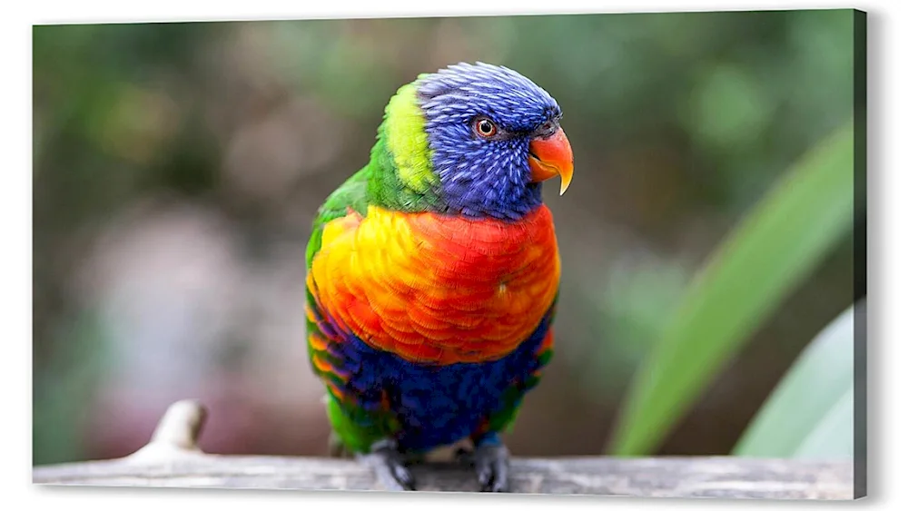 Lorike Parrot