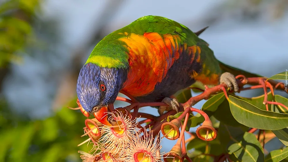 Lorikeet parrot