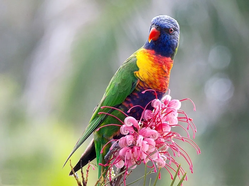 Lorikeet parrot