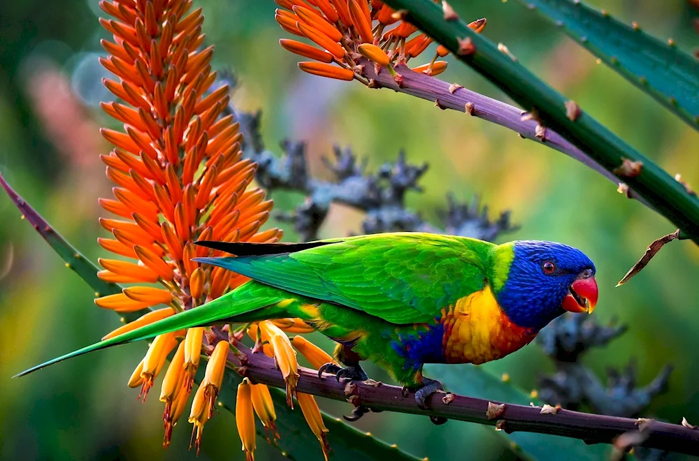 Vrindavan peacock