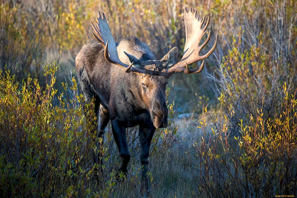 Sohaty elk Elk Baikal