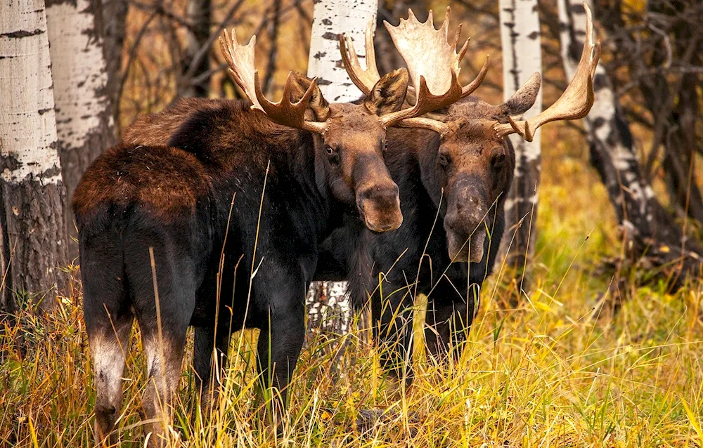 European Elk alces alces