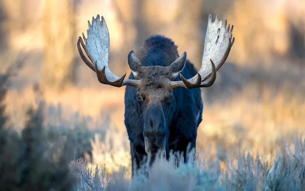 Alaskan Elk