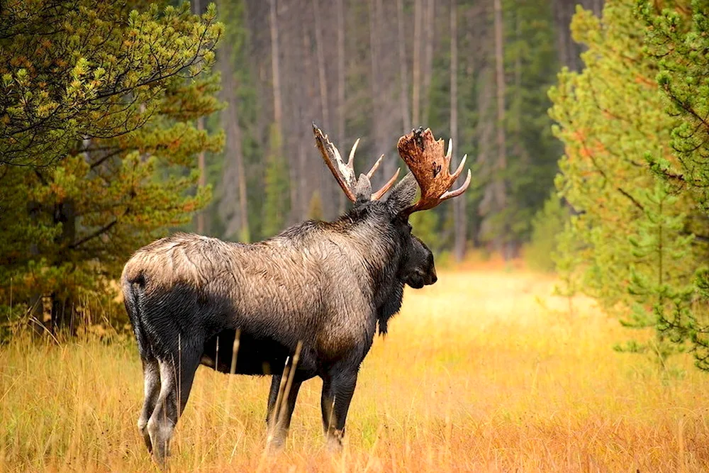 Siberian Moose