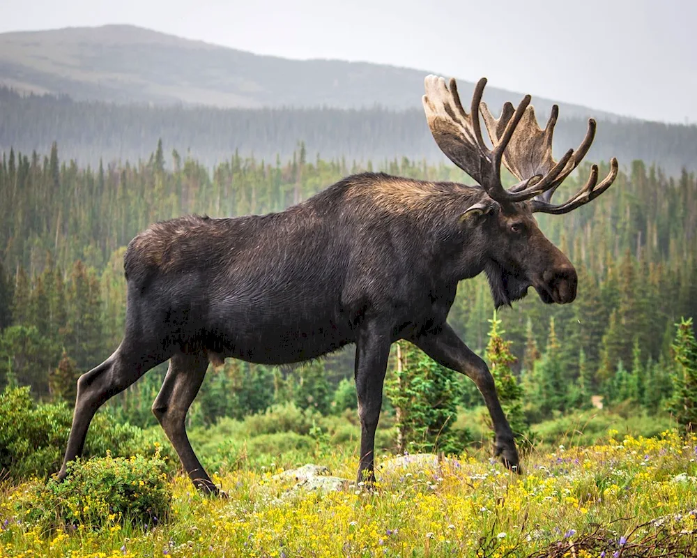 Wild animals of the Ural Mountains