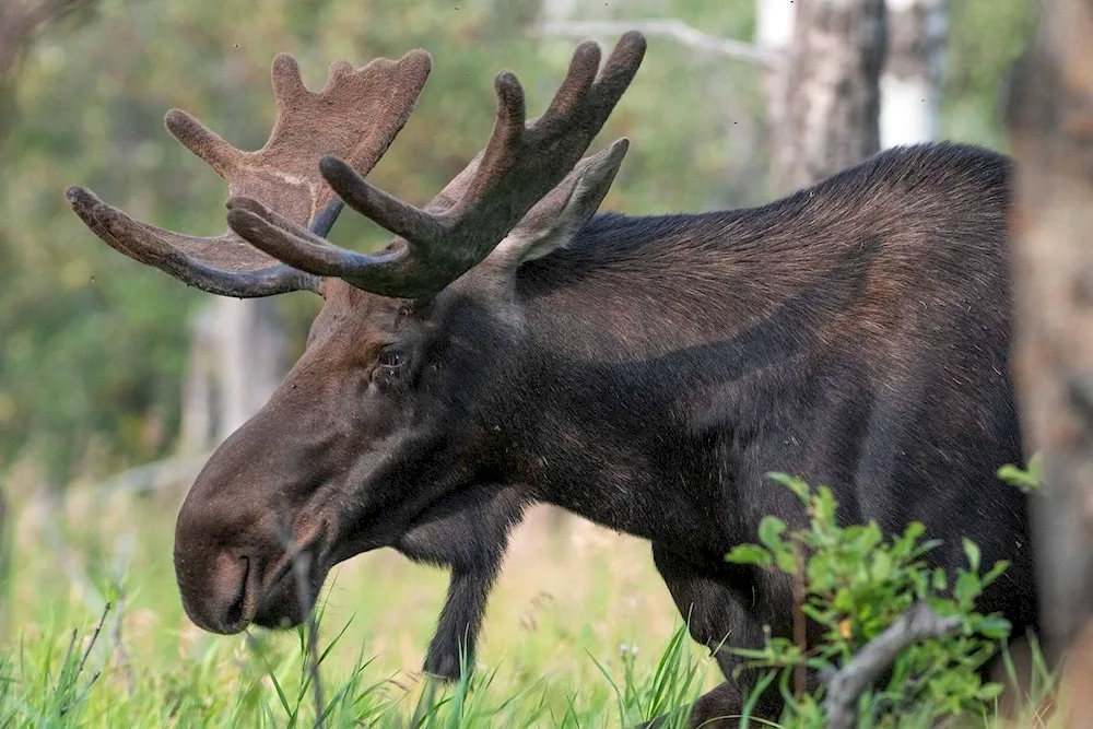 Elk in Nizhny Novgorod Oblast