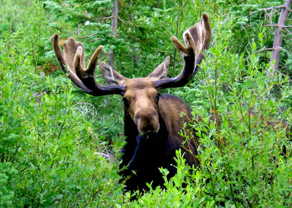 Brown bear of Bashkortostan