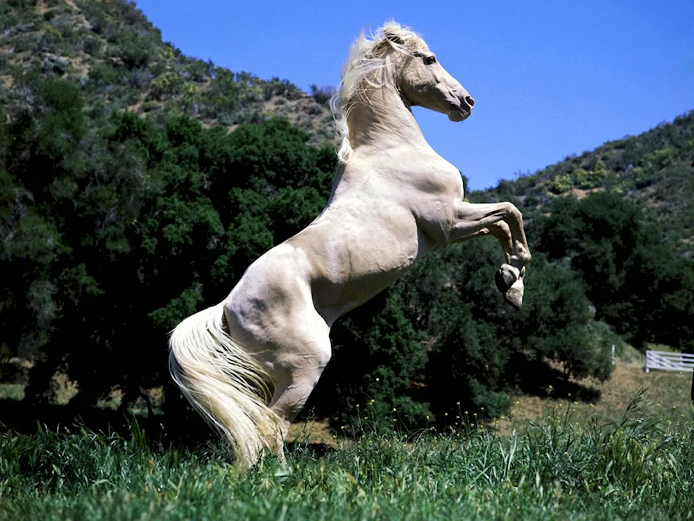 Horse on the reins