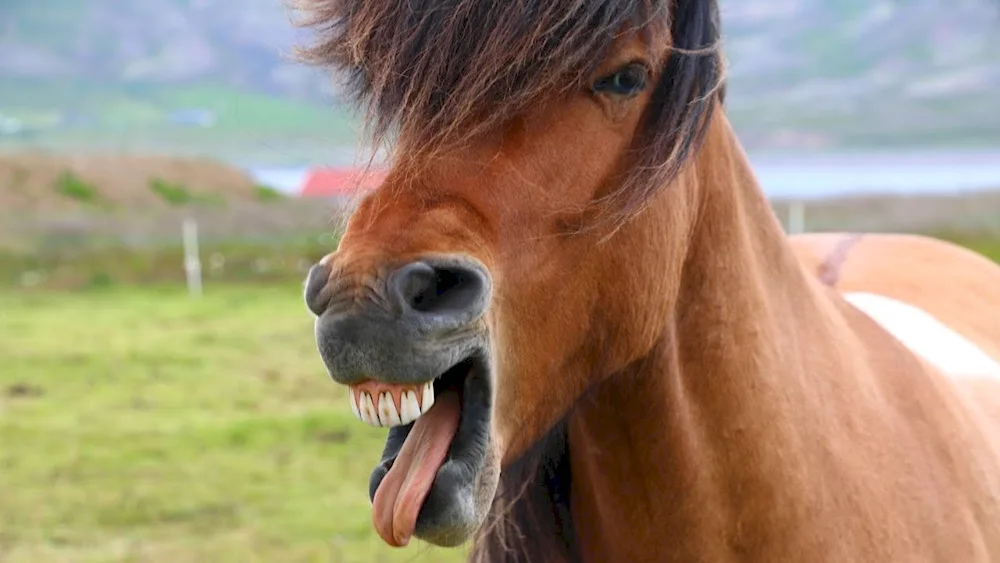 Funny horse
