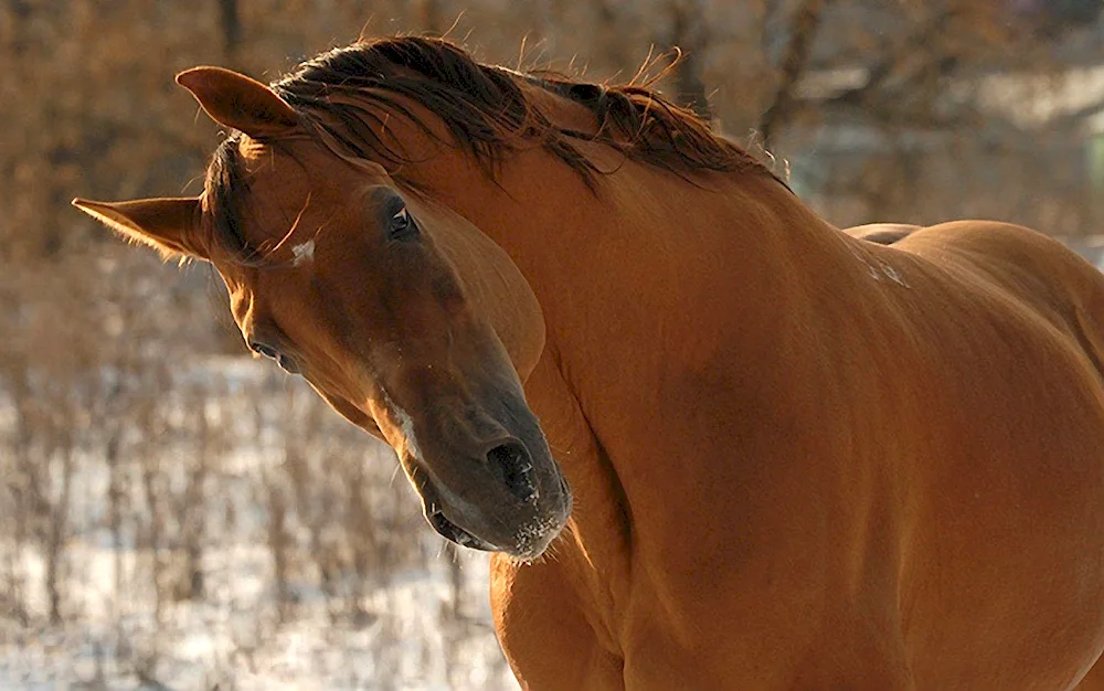 Funny horses